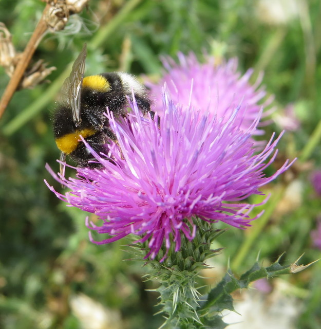 Bombus terrestris/lucorum