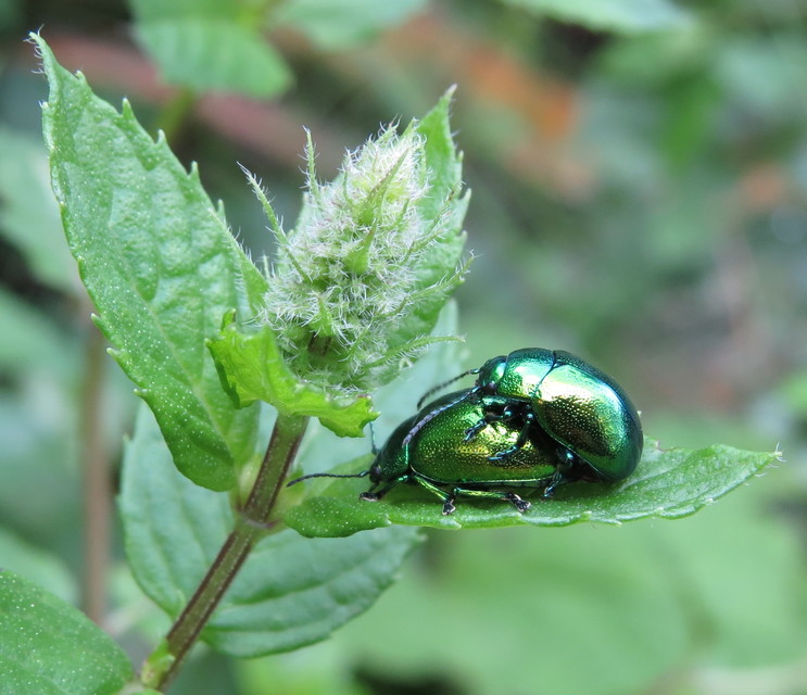 Chrysolina herbacea - zöld mentalevelész