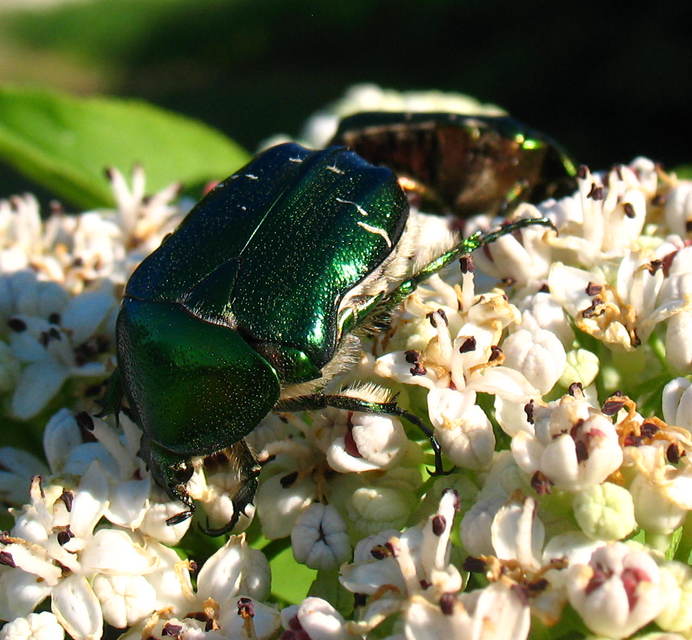 Cetonia aurata - aranyos virágbogár