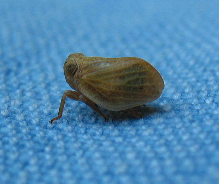 Agalmatium flavescens