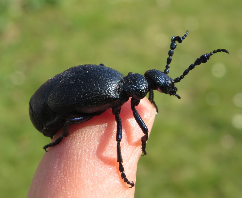 Meloe proscarabaeus - közönséges nünüke