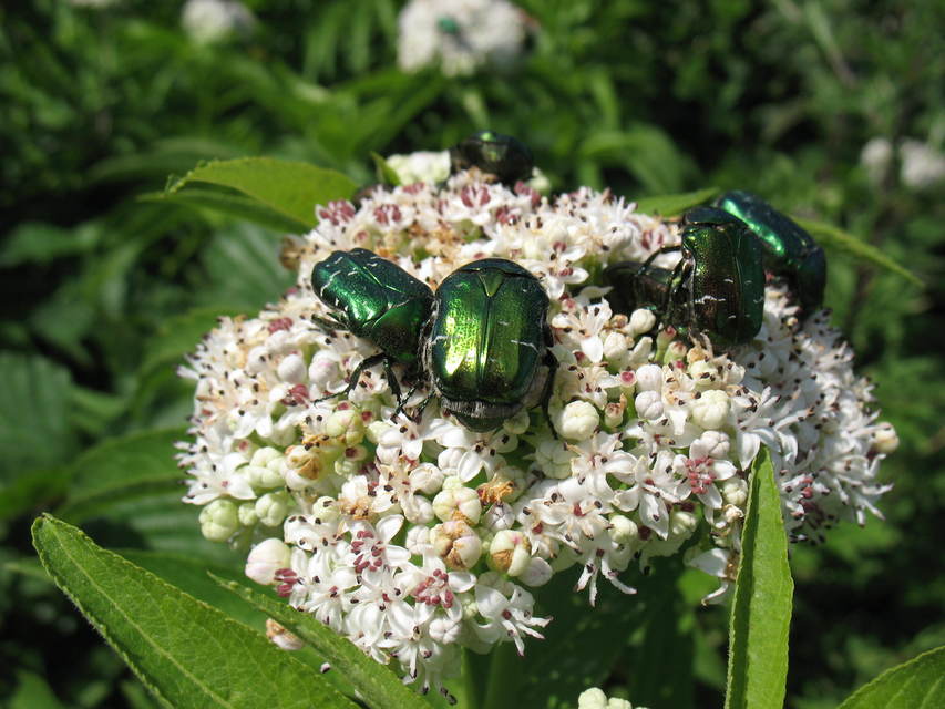 Cetonia aurata - aranyos virágbogár