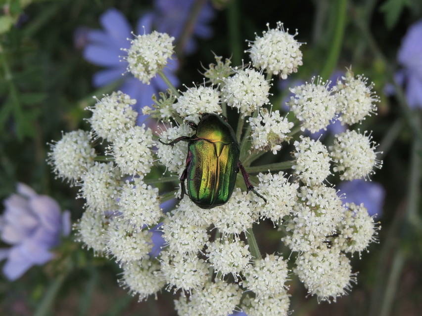 Cetonia aurata - aranyos virágbogár