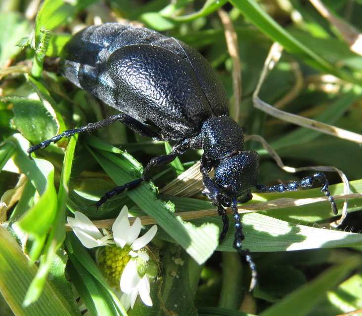 Meloe proscarabaeus - közönséges nünüke