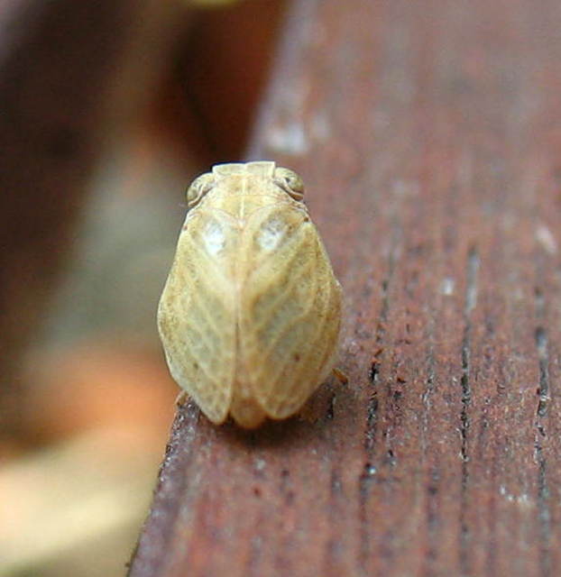 Agalmatium flavescens
