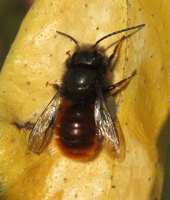 Osmia cornuta - szarvas faliméh