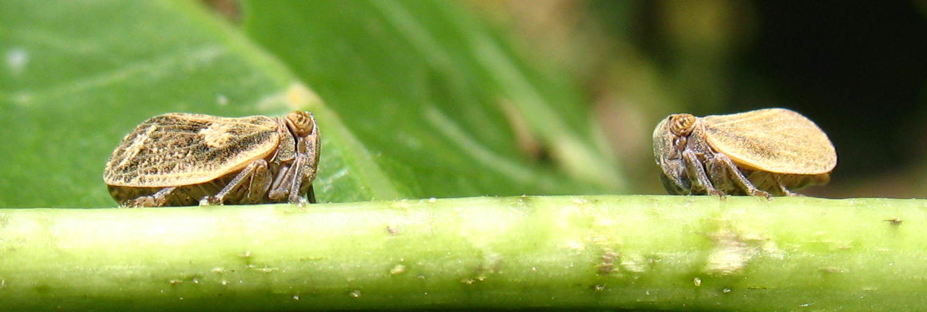 Agalmatium flavescens