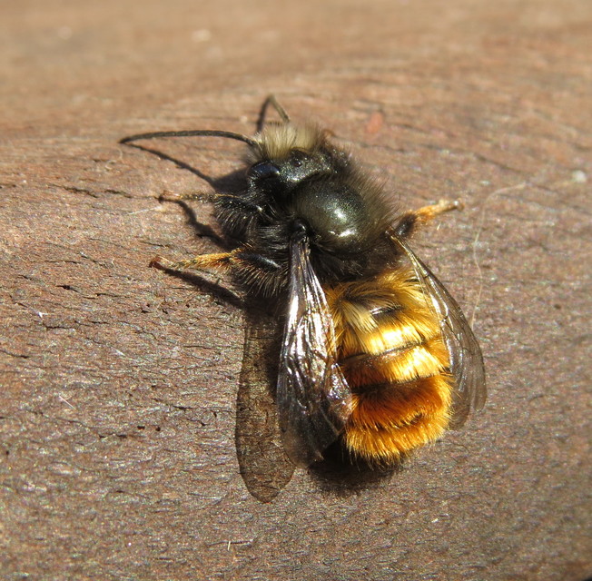 Osmia cornuta - szarvas faliméh