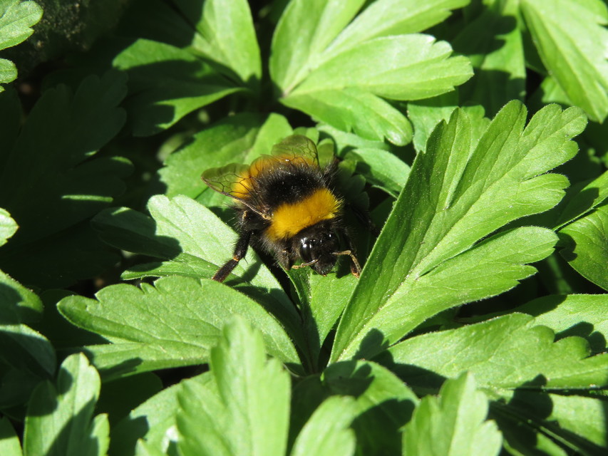 Bombus haematurus - mediterrán poszméh