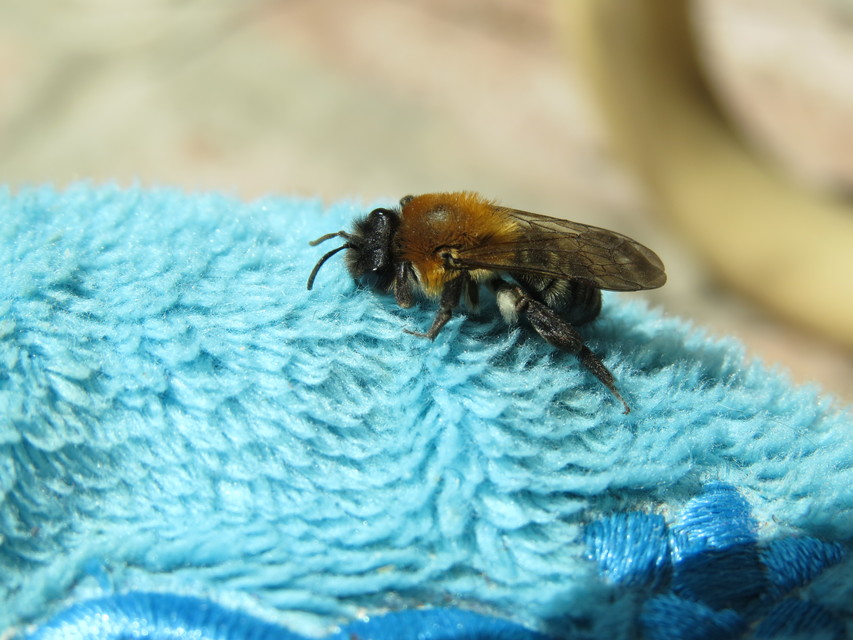 Andrena nitida