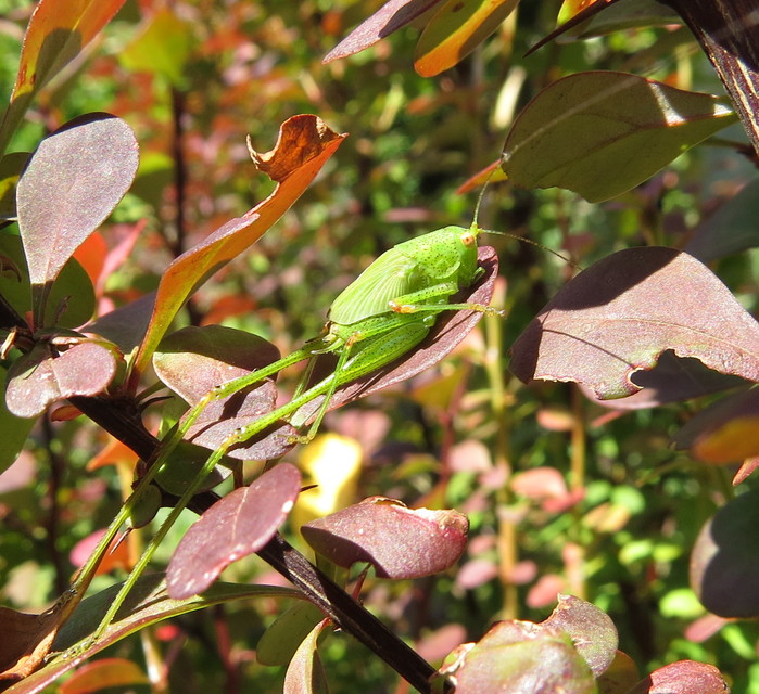 Phaneroptera