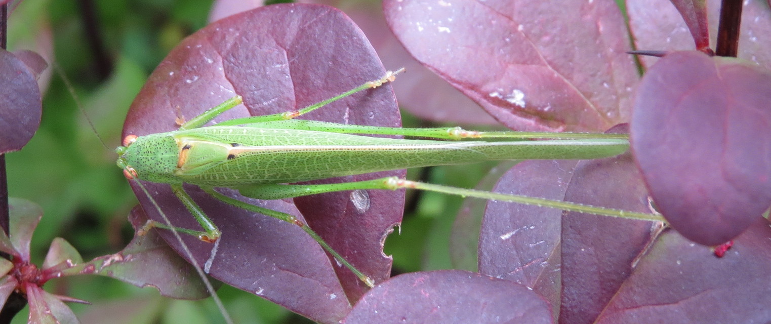 Phaneroptera falcata - zöld repülőszöcske