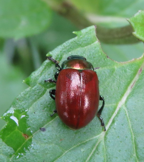 Chrysolina polita - réti mentalevelész