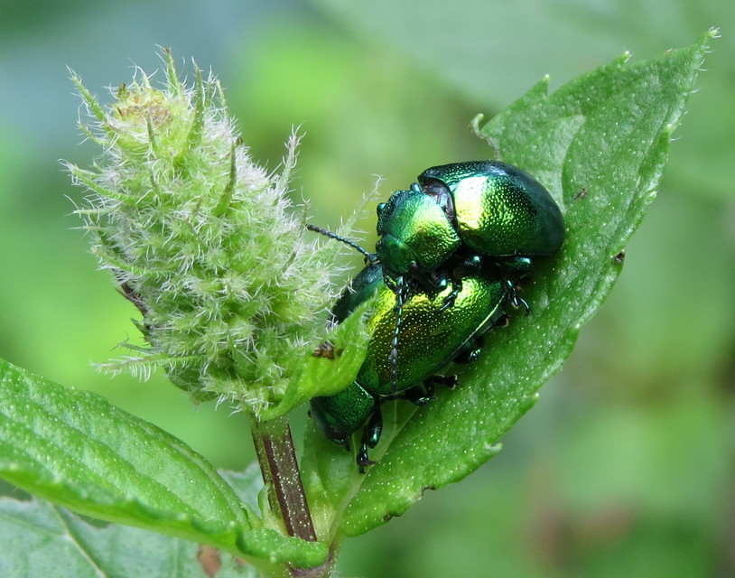 Chrysolina herbacea - zöld mentalevelész