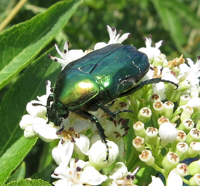 Cetonia aurata - aranyos virágbogár