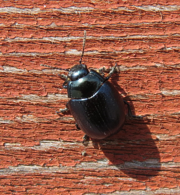 Chrysolina oricalcia - bronzos levélbogár