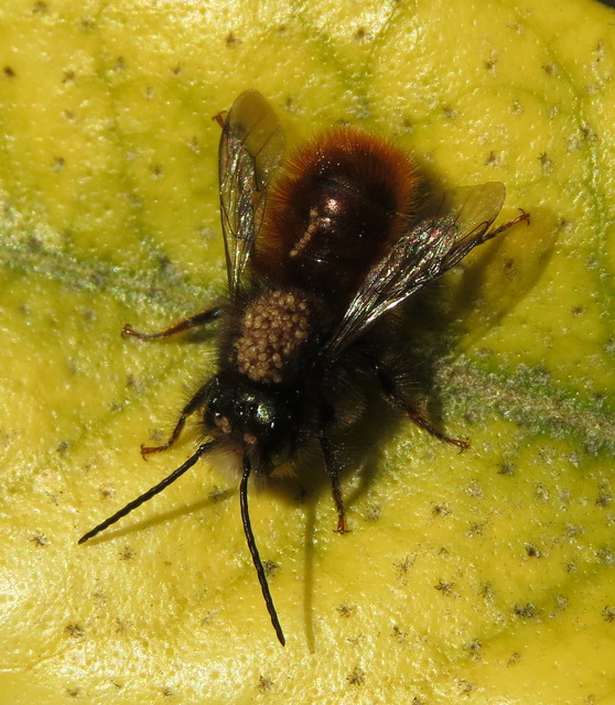 Osmia cornuta - szarvas faliméh
