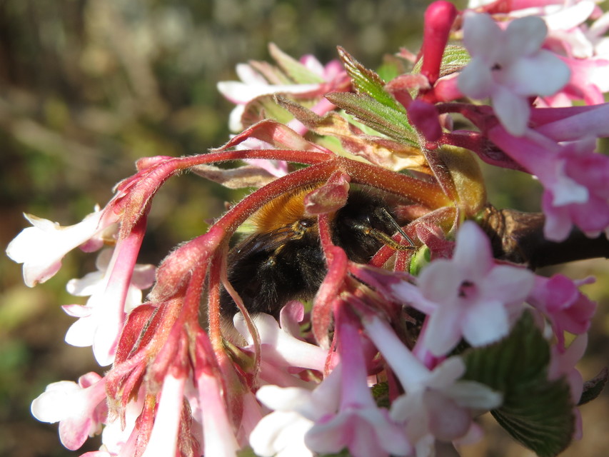 Bombus hypnorum - mohás poszméh