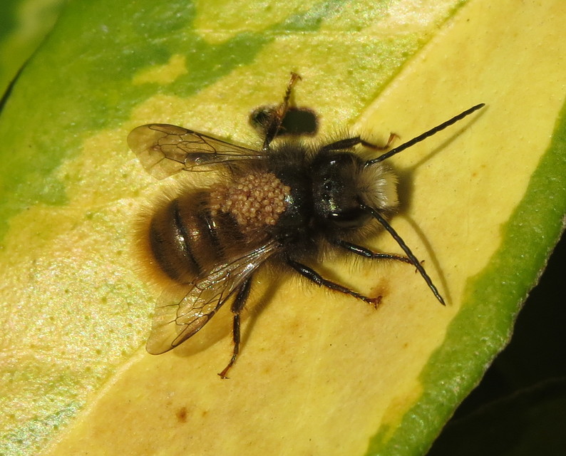 Osmia cornuta - szarvas faliméh