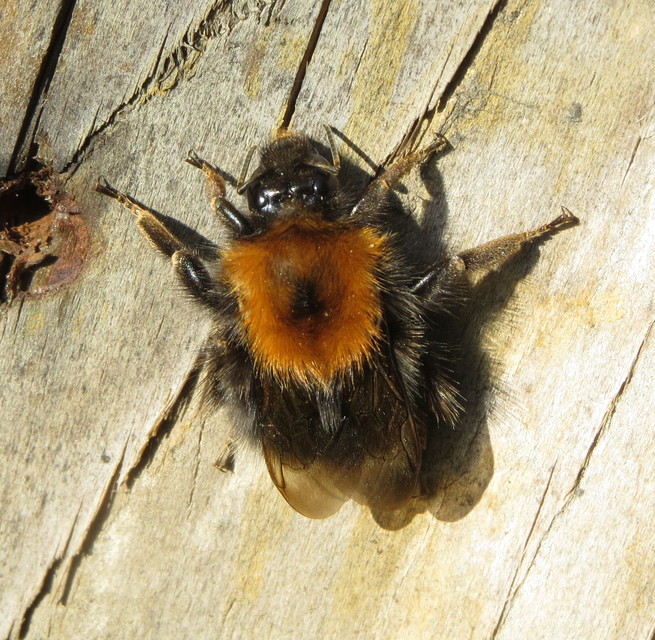 Bombus hypnorum - mohás poszméh