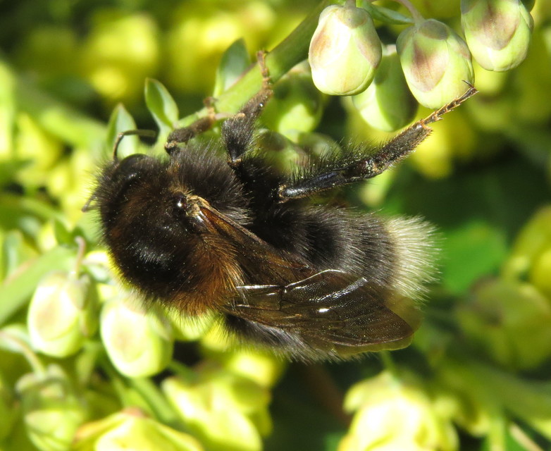 Bombus hypnorum - mohás poszméh