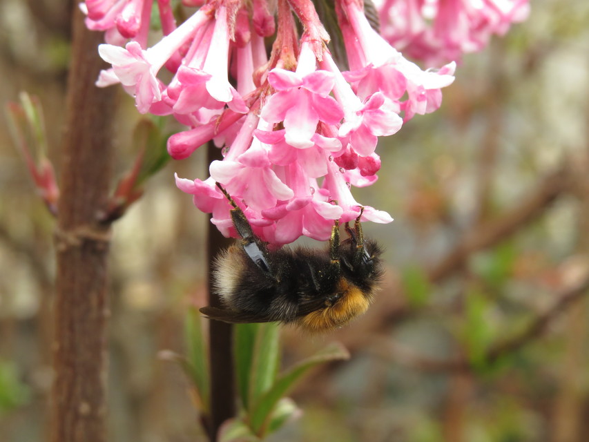 Bombus hypnorum - mohás poszméh