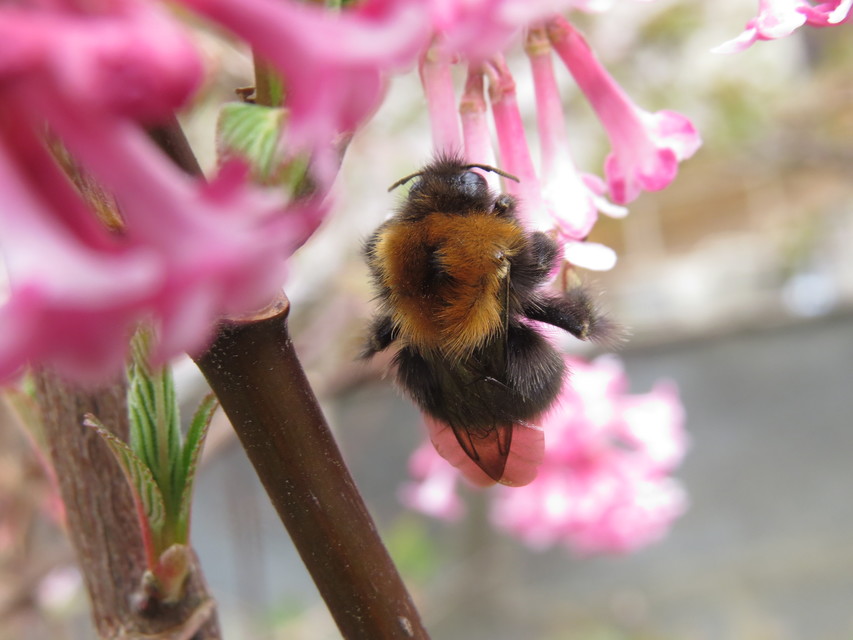 Bombus hypnorum - mohás poszméh