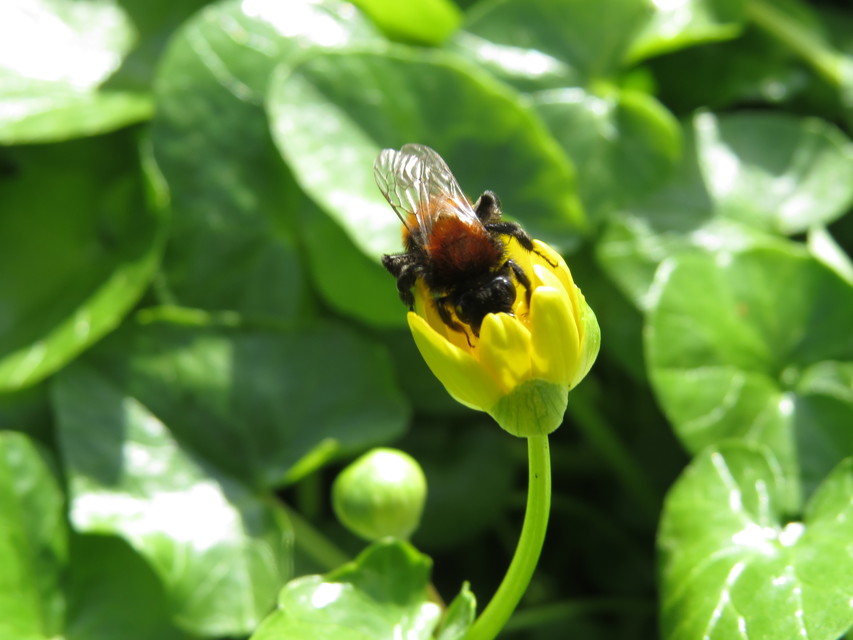 Andrena fulva - sárga bányászméh