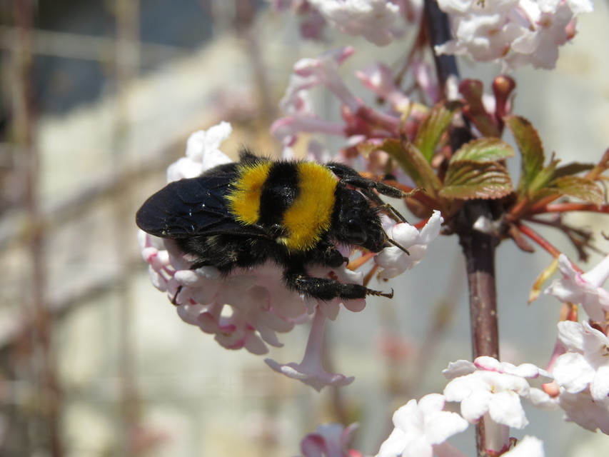Bombus argillaceus - délvidéki poszméh