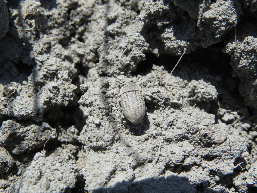 Opatrum sabulosum - sároshátú gyászbogár