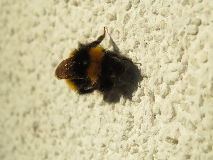 Bombus haematurus - mediterrán poszméh