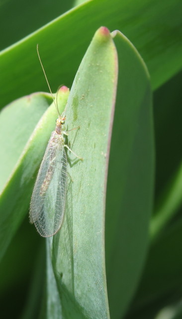 Chrysopidae - zöldfátyolkák