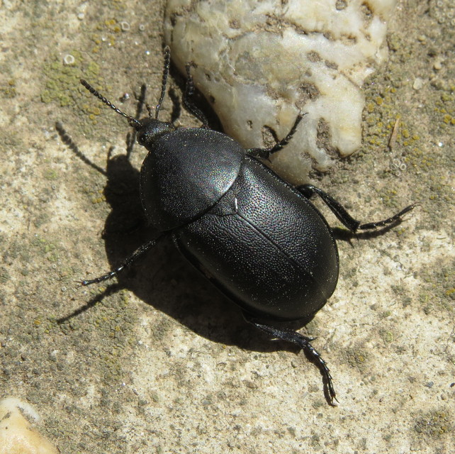 Ablattaria laevigata - sima csigarabló