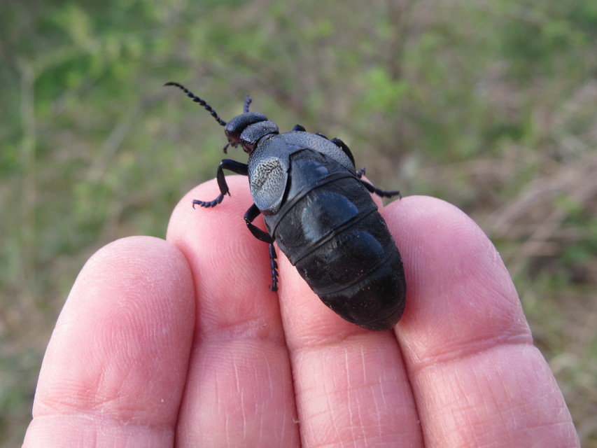 Meloe proscarabaeus - közönséges nünüke