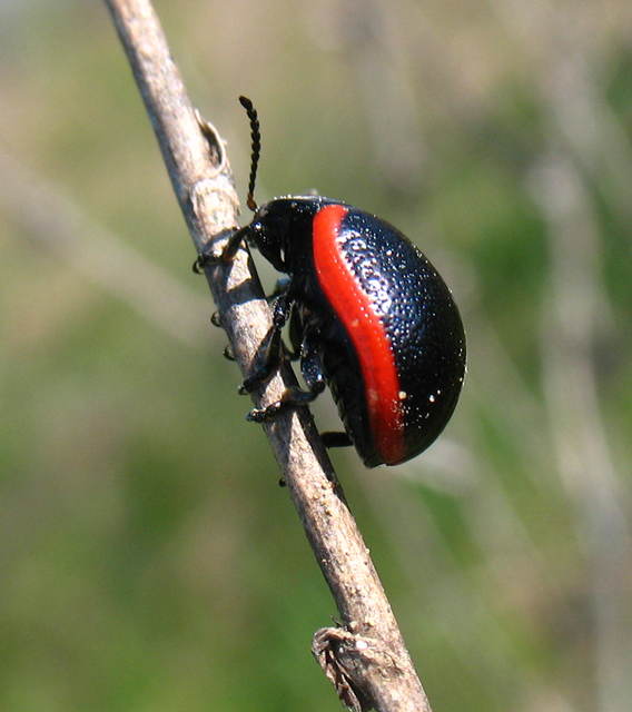 Chrysolina
