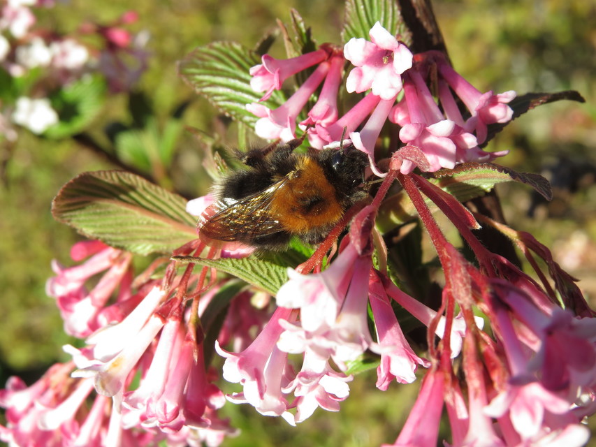 Bombus hypnorum - mohás poszméh