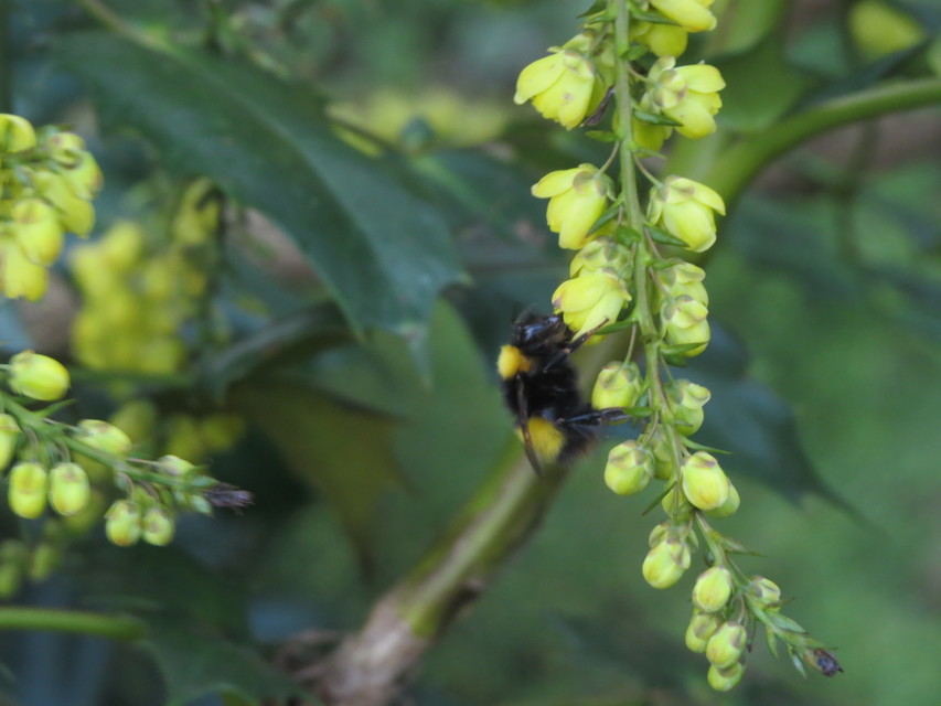 Bombus haematurus - mediterrán poszméh