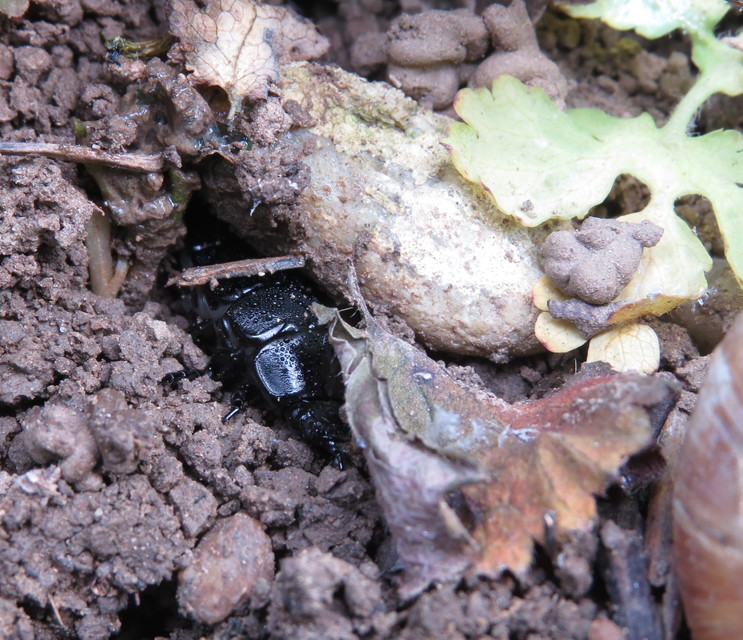Carabus coriaceus - bőrfutrinka
