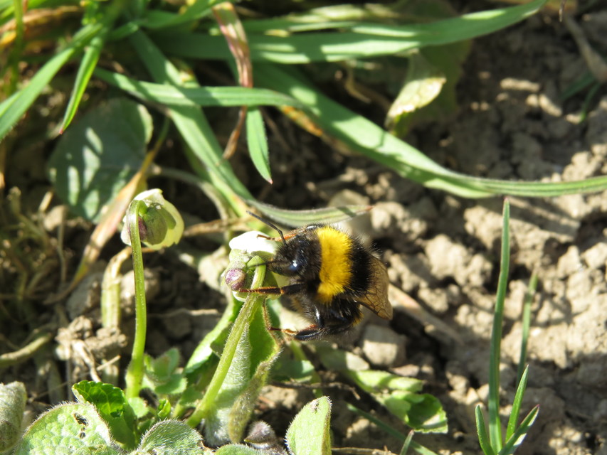 Bombus haematurus - mediterrán poszméh