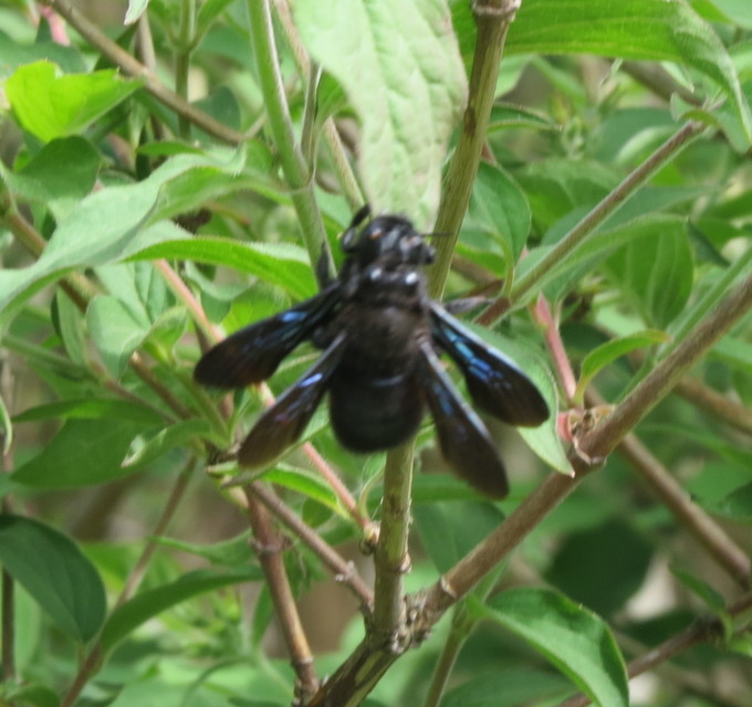 Xylocopa violacea - kék fadongó