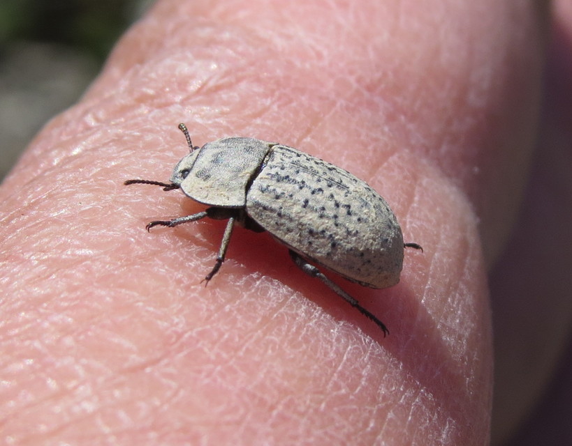 Opatrum sabulosum - sároshátú gyászbogár