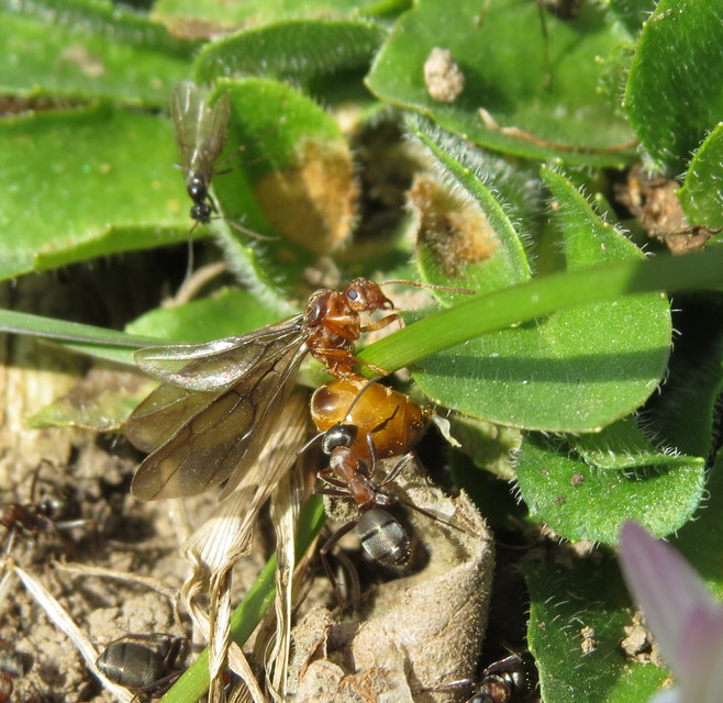 Prenolepis nitens - ragyogóhangya