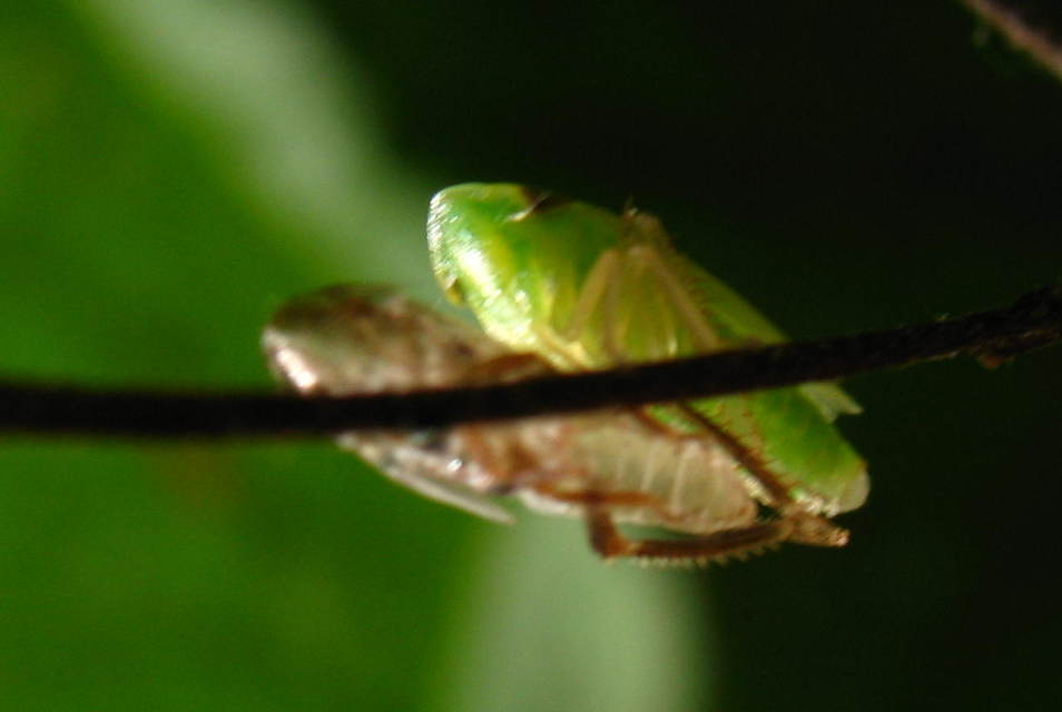 Fieberiella florii