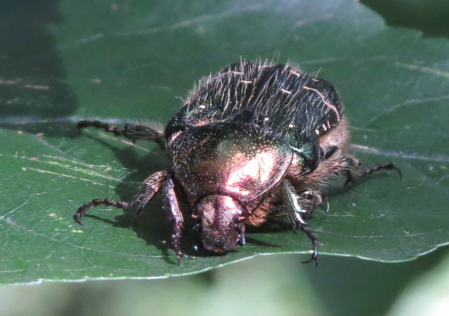 Cetonia aurata - aranyos virágbogár