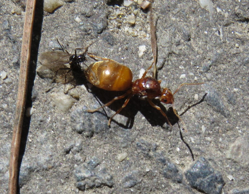Prenolepis nitens - ragyogóhangya