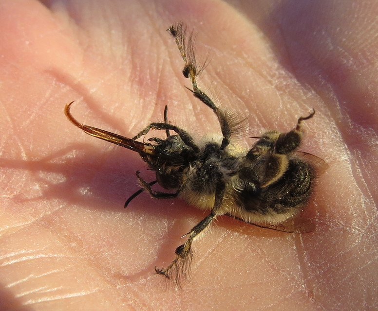 Anthophora plumipes - gyakori bundásméh