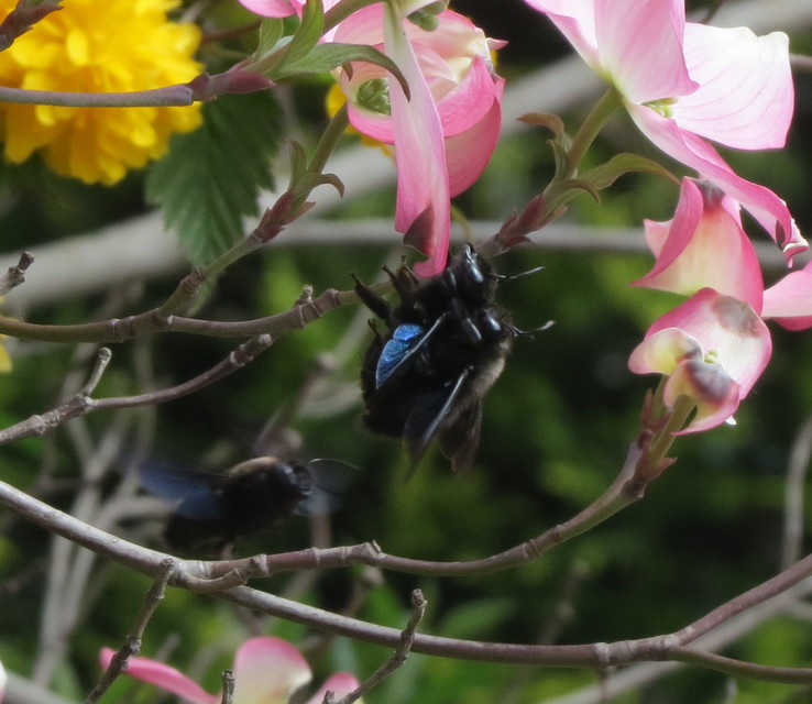 Xylocopa