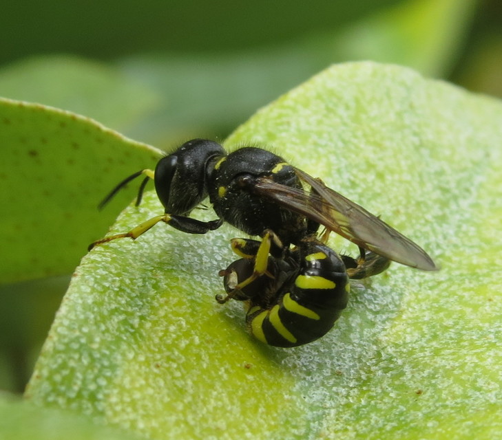 Ectemnius