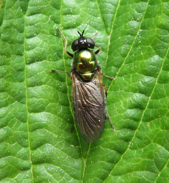 Chloromyia formosa - közönséges fémeslégy