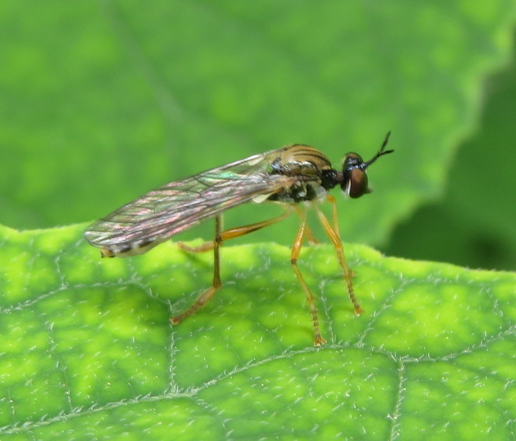 Dioctria linearis - karcsú héjalégy